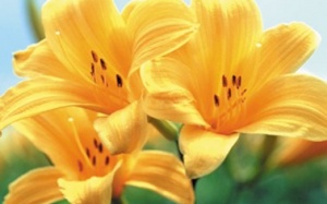 Canh hoa bổ thận, đẹp da